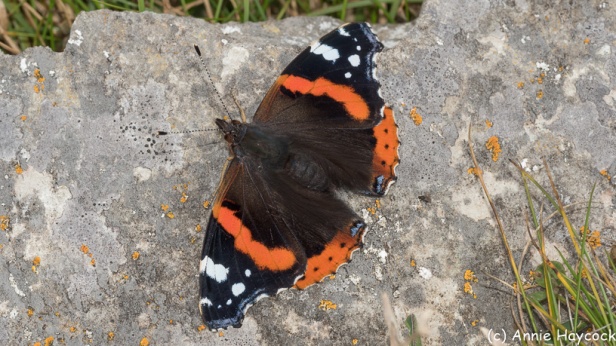 Red Admiral 1110417